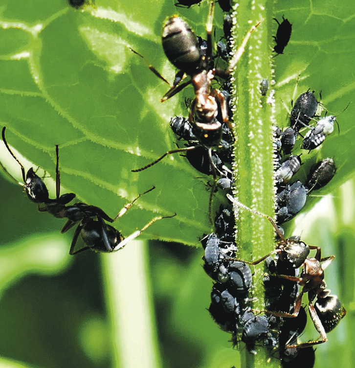 Ameisen, die Blattläuse schützen und melken