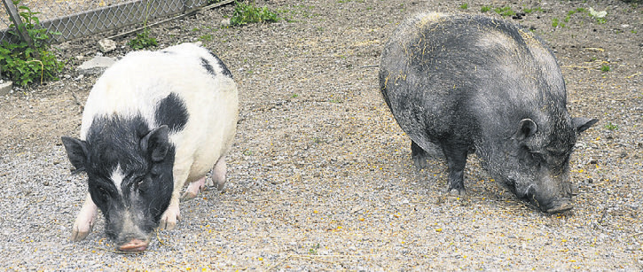 Noch bis vor Kurzem zauberten die beiden Stallschweine Lissy (links) und Susi