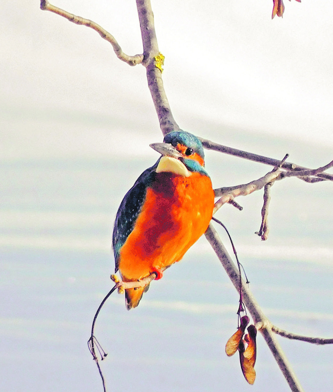 Mit viel Geduld seltenen Vogel fotografiert
