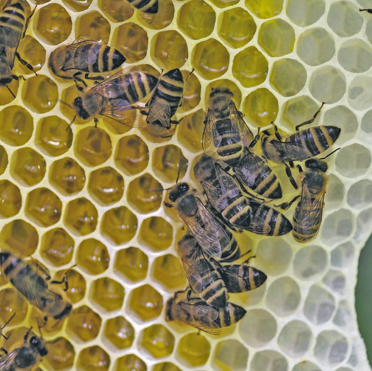 Was ist am Behandlungszwang  für Bienenvölker dran?