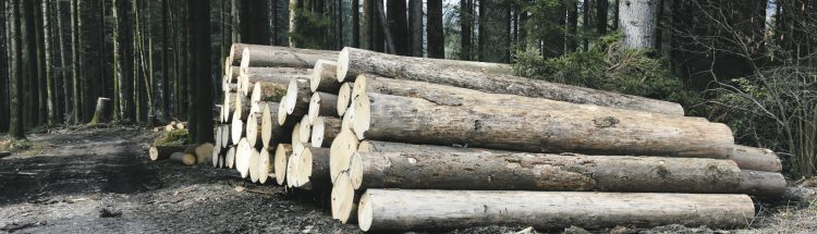 95’000 Kubik Holz geerntet