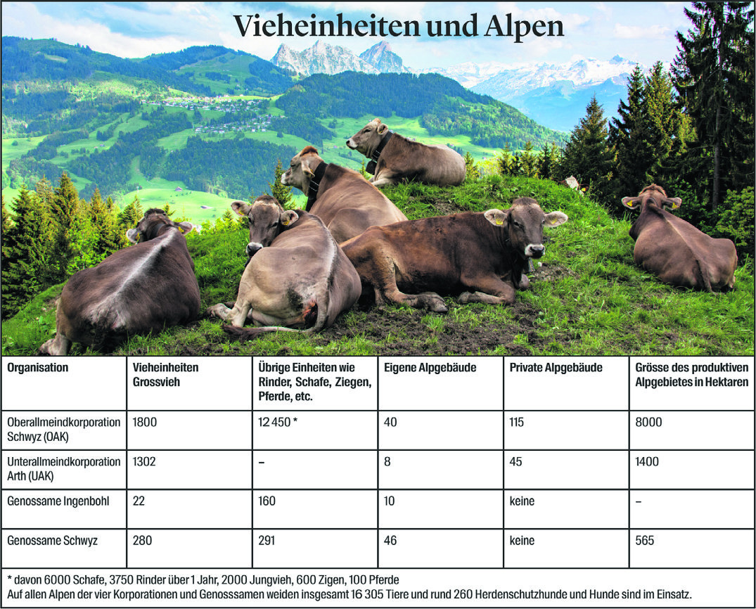 16’500 Tiere weiden auf Schwyzer Alpen