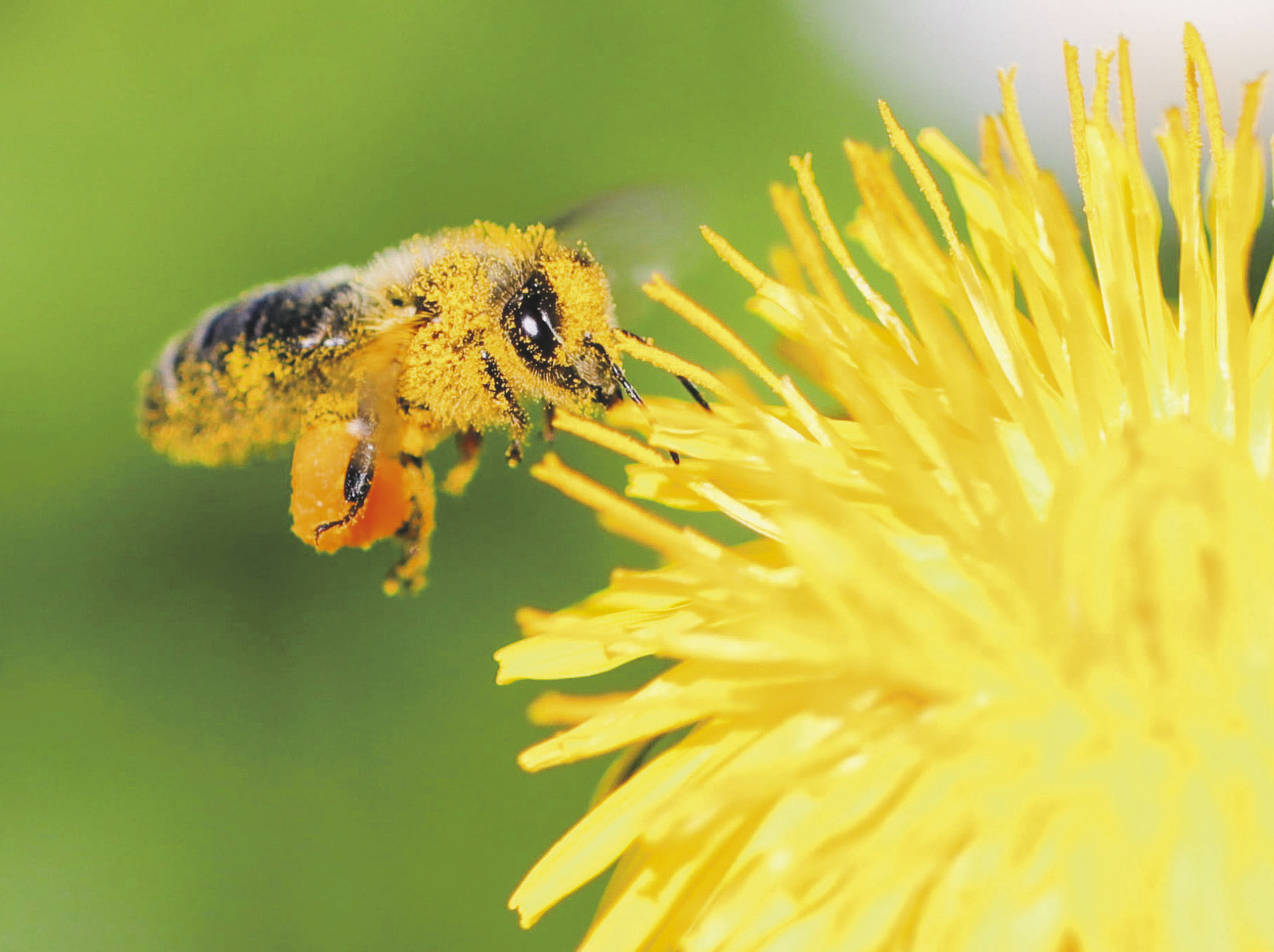 «Winterverluste bei den Bienen  haben stark zugenommen»