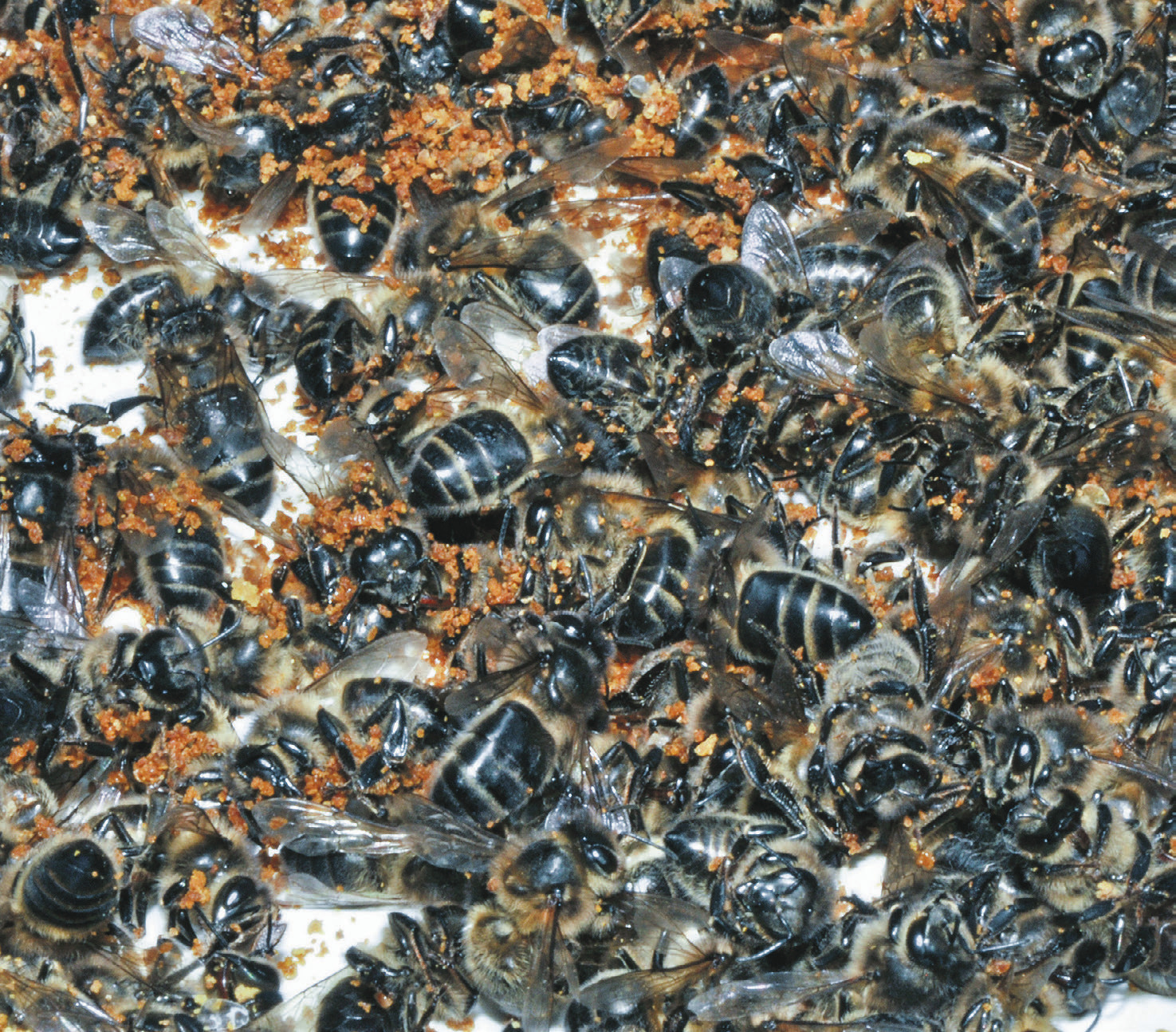 «Winterverluste bei den Bienen  haben stark zugenommen»