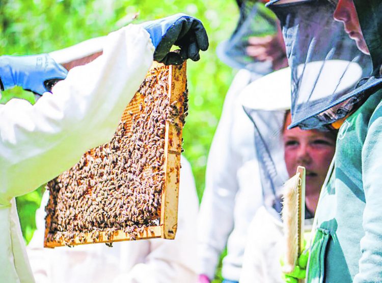 Die Bienen als Botschafter  für die Biodiversität
