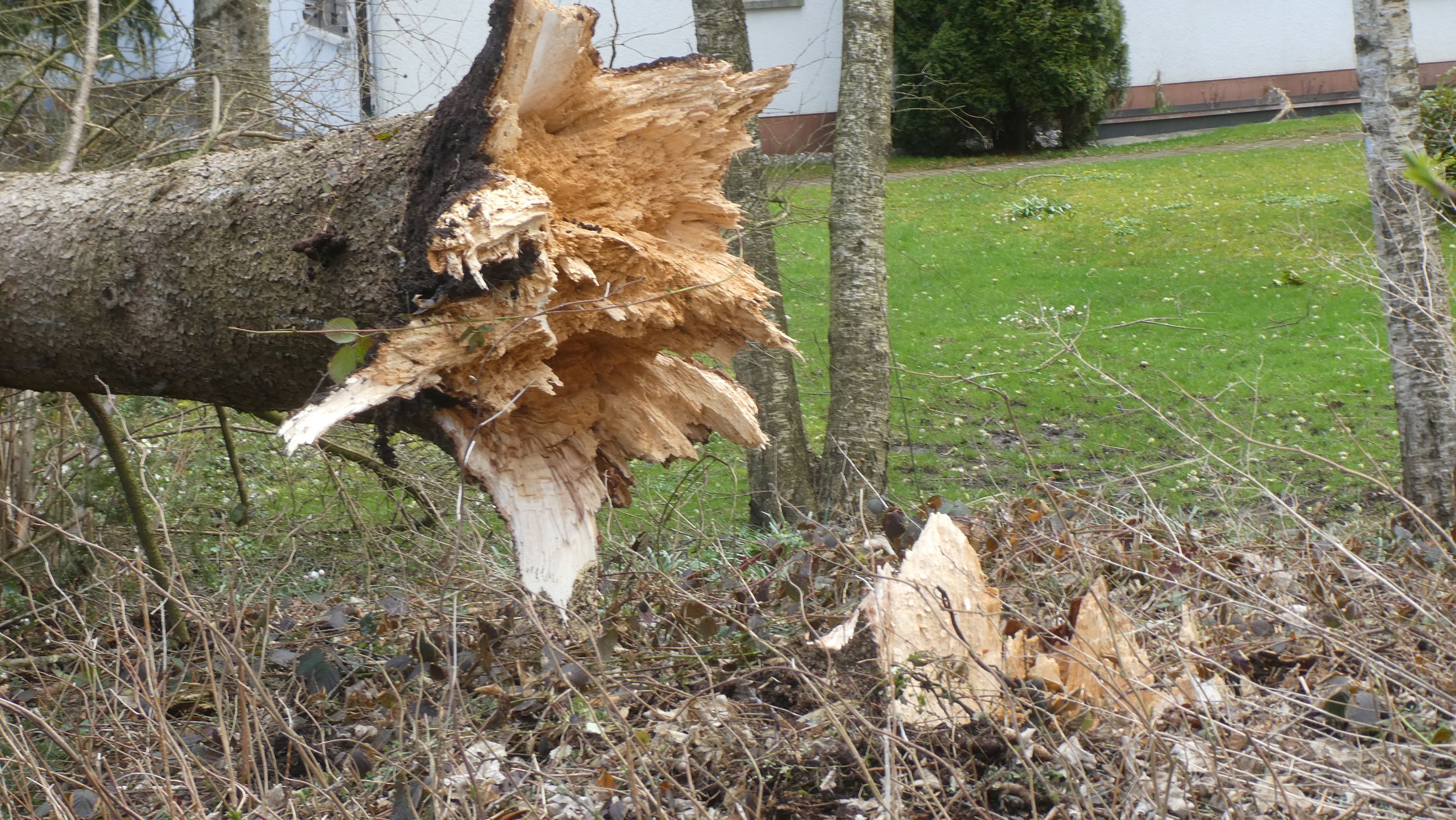 Einsiedeln: Baum stürzt auf die Strasse wegen Orkanböen