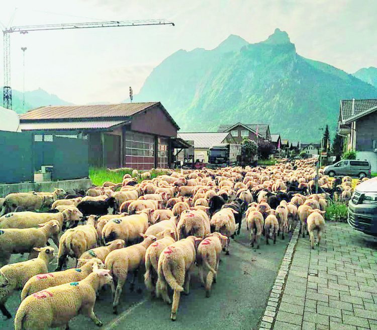 Tausend Schafe zogen von Einsiedeln ins Ybrig