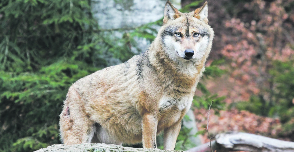 Verein CH Wolf kritisiert  Schweizer Wolfspolitik